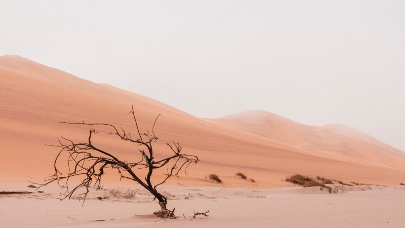 A dead tree in the desert